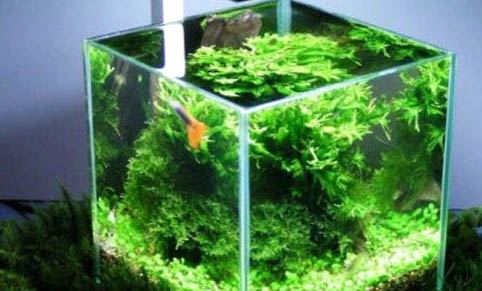 如何去除魚(yú)缸上的水漬