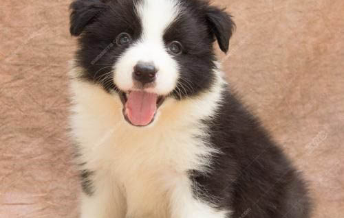 有哪些狗狗作為導盲犬