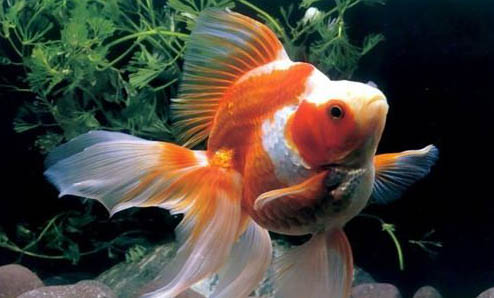 什么天氣適合釣魚(yú)
