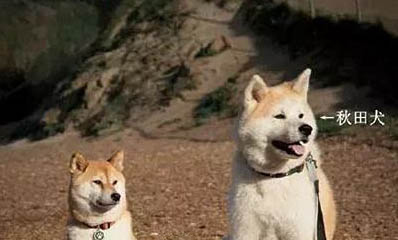 養(yǎng)柴犬需要注意什么