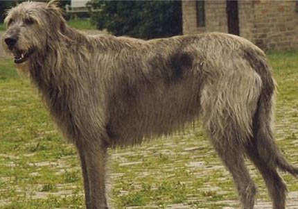 愛爾蘭獵狼犬訓練技巧有哪些