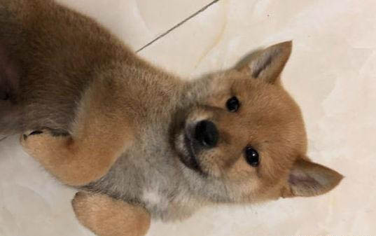狗狗的品種有哪些