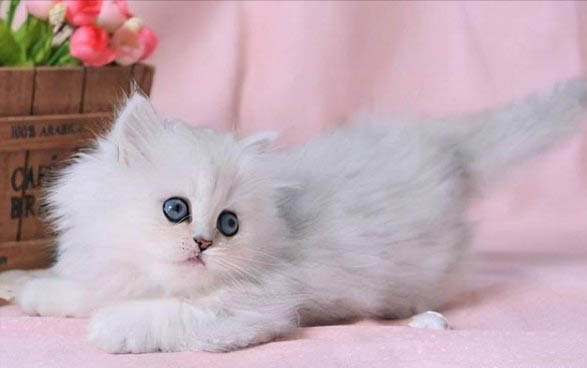 貓咪懷孕多久才生?