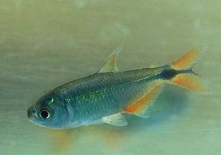 家里養(yǎng)魚水渾怎么處理