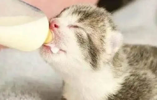 小奶貓能吃什么人類食物