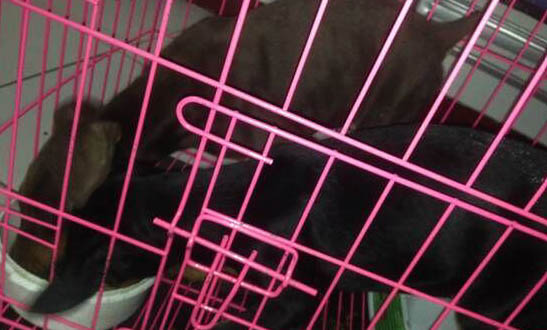 杜賓幼犬多久能立耳呢