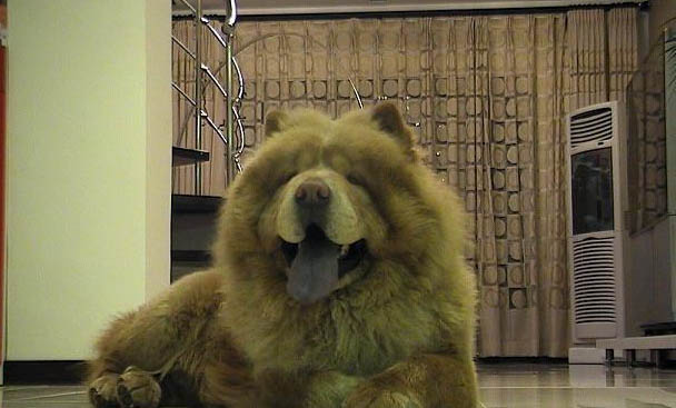 狗狗懷孕要多久