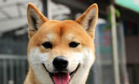柴犬一窩可以生幾只