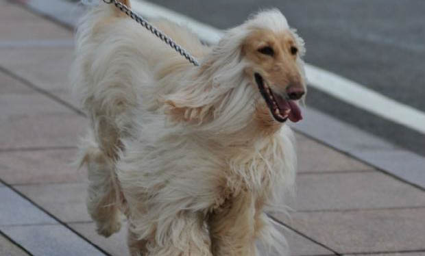 阿富汗獵犬拉稀帶血的原因及處理方法