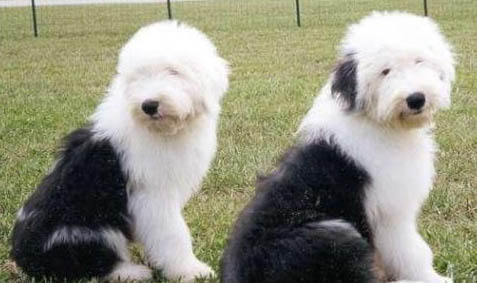 英國古代牧羊犬價格?古牧飼養注意事項有哪些?