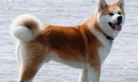 秋田犬和柴犬幼犬哪個好