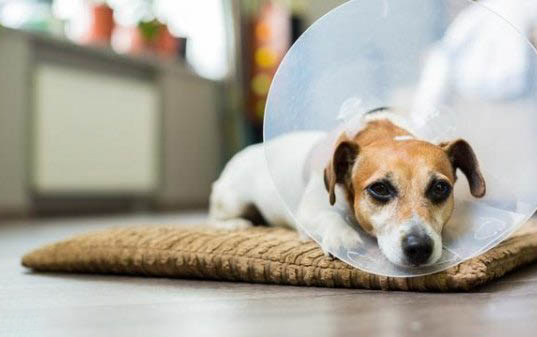 布列塔尼犬突然亂撒尿拉屎