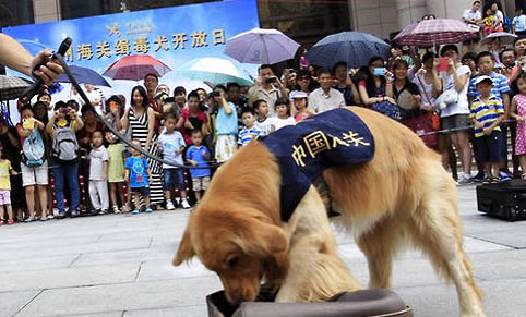 養(yǎng)狗注意事項有哪些？