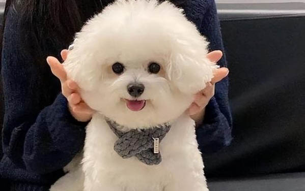 流鼻涕小感冒可以打狗針