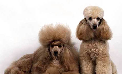 貴賓犬做夢哼唧需要叫醒嗎