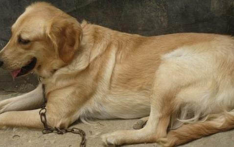 狗能不能吃豬肝?