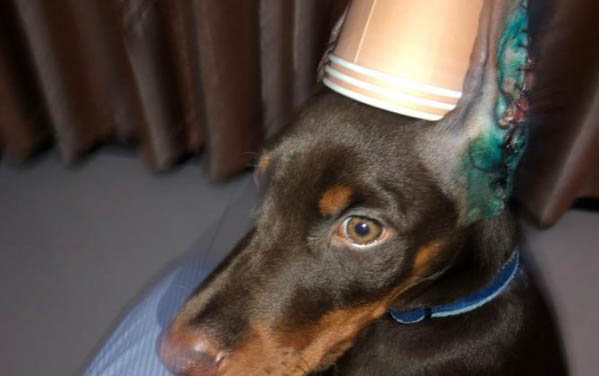 狗狗感染細小病毒的癥狀有哪些