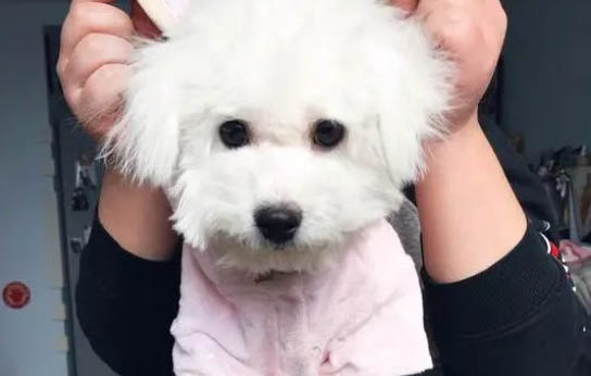 狗狗吃什么食物比較好
