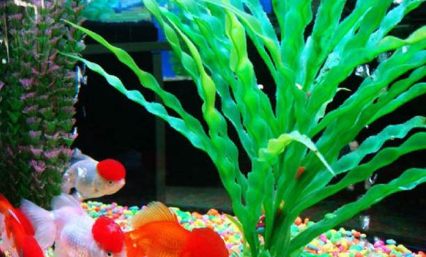 金魚大肚子咋回事