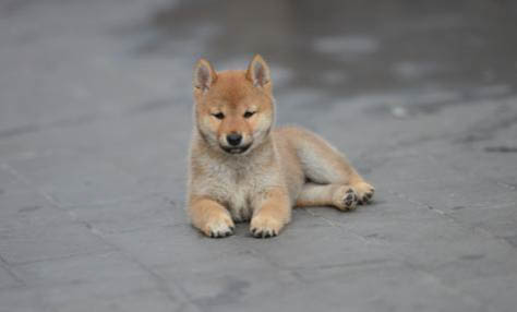 柴犬和秋田哪個好