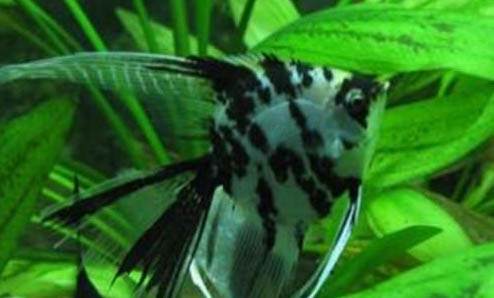 秋冬季好釣魚嗎？