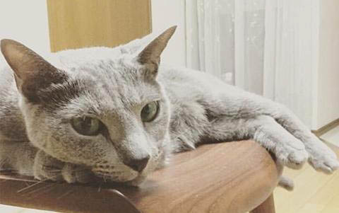 小貓多大才可以洗澡