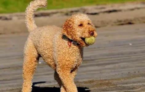 犬瘟傳染狗嗎,狗狗患上犬瘟初期的癥狀有哪些