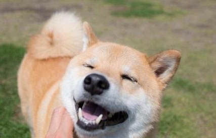 狗狗是怎么患上犬瘟的