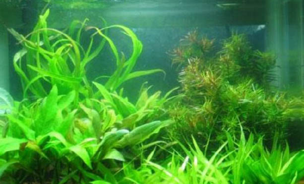 魚缸長綠苔的原因及處理方法