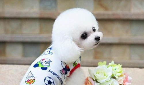 大型幼犬吃什么狗糧好