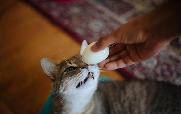 貓咪傳染性腹膜炎的癥狀