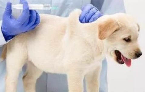 棉花面紗犬哪里有賣