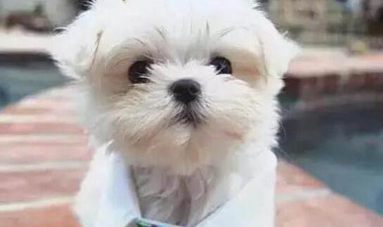 給狗狗洗澡剪毛多少錢
