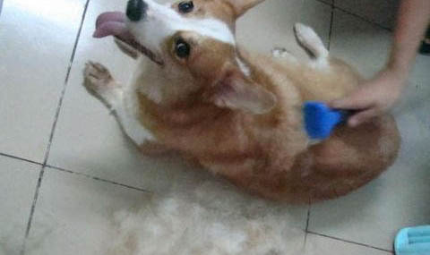 狗狗耳朵尖有結痂是什么