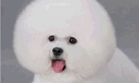 狗狗多長時間洗一次澡比較好?
