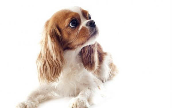 犬瘟要多久才能停藥