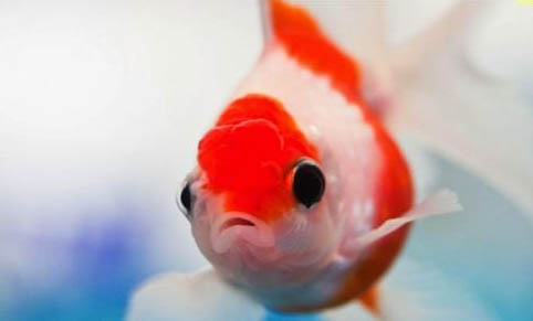 龍魚水霉病是什么