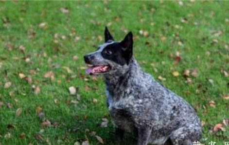 澳大利亞牧牛犬有攻擊性嗎