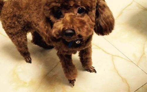 狗狗感冒可以洗澡