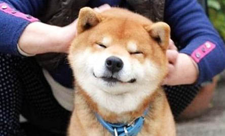 柴犬和哈士奇哪個好養