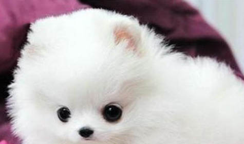 如何飼養博美犬