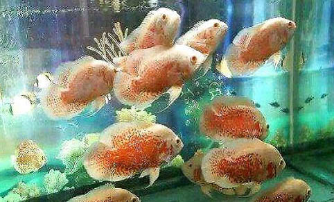 鼠魚可以冷水養嗎
