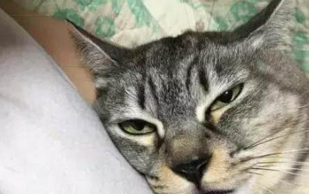 如何才能防止貓掉毛