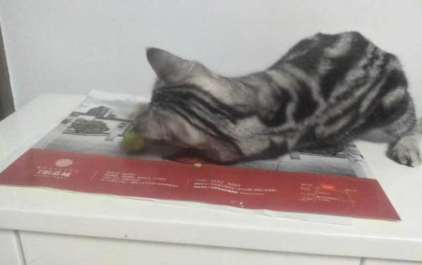 小貓著涼打噴嚏怎么辦