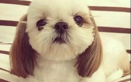 狗狗真菌感染可以自愈嗎