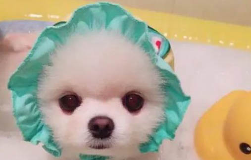 狗狗為什么洗完澡臭呢