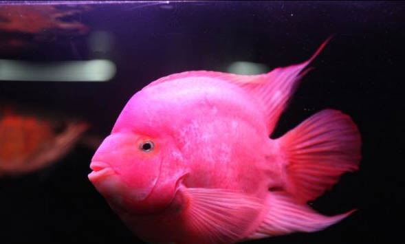 循環(huán)魚缸多久換一次水