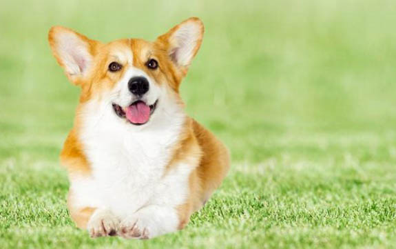 狗狗止痛藥有哪些牌子