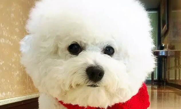 狗狗吃豬肝回奶嗎
