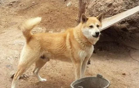 狗一年幾窩